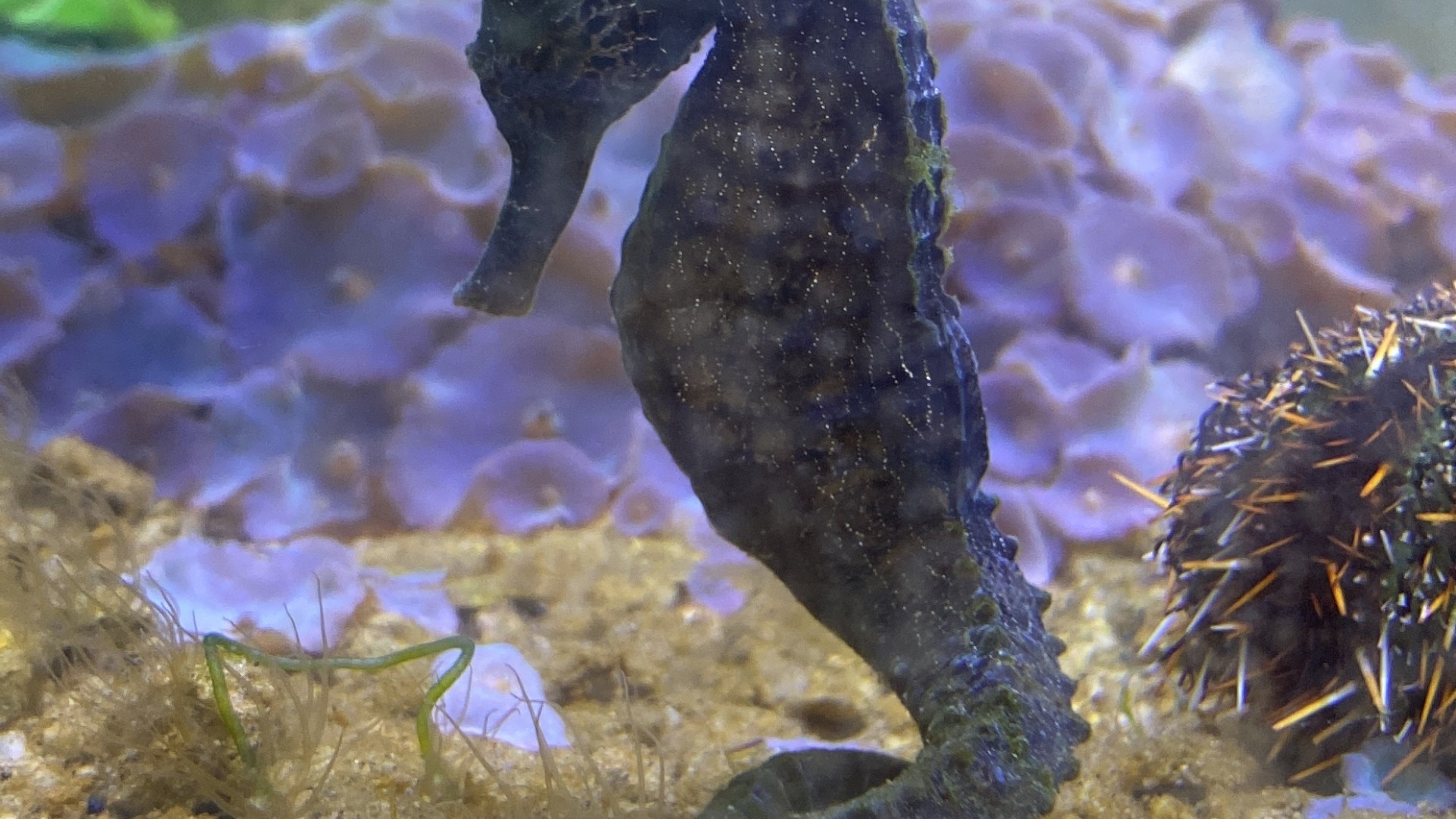 Seahorse and starfish from World Oceans Day 2024