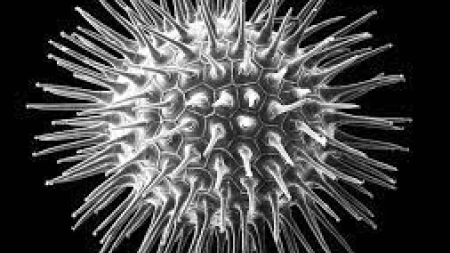 Microscope image