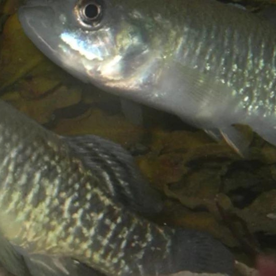 Young fish in water