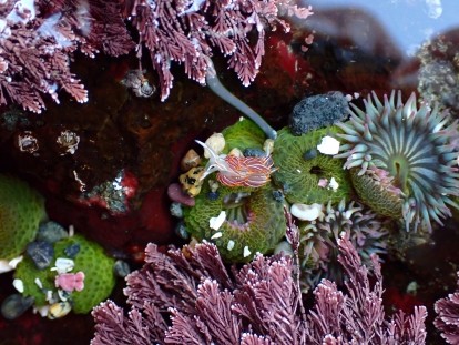sea slug image