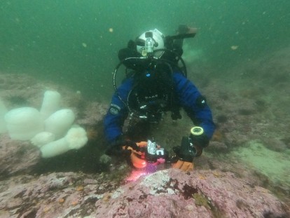 Lexy diving