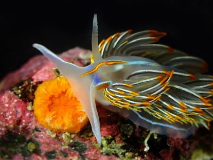 sea slug