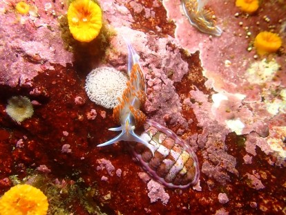 sea slug 3