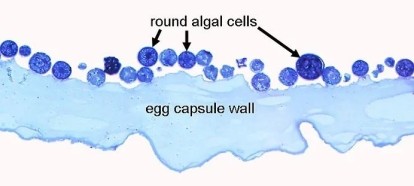 Microscopic image of salamander egg capsule