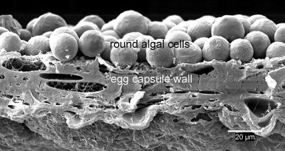 Microscopic image of salamander egg capsule