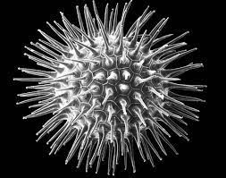Microscope image