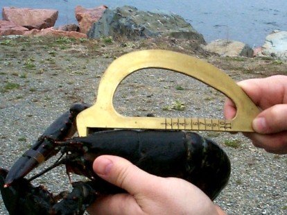 Picture of a Program Graduate Measuring Lobster